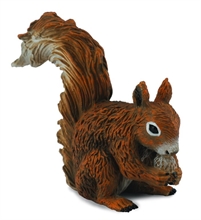 HC6 A. des bois - Écureuil roux qui mange - S #