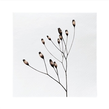 SGN - paper napkin lunch flower poppy - 16,5x16,5cm
